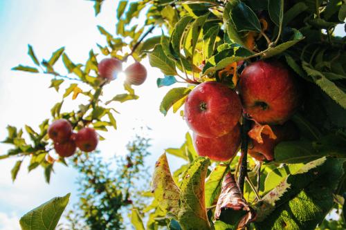 Planting of Walmer Bridge Community Orchard - Dob Lane Recreation Park - Sat 5th April 10:30 to 12:30